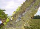Avicularia - hnízdo v přírodě